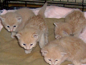 kittens for adoption