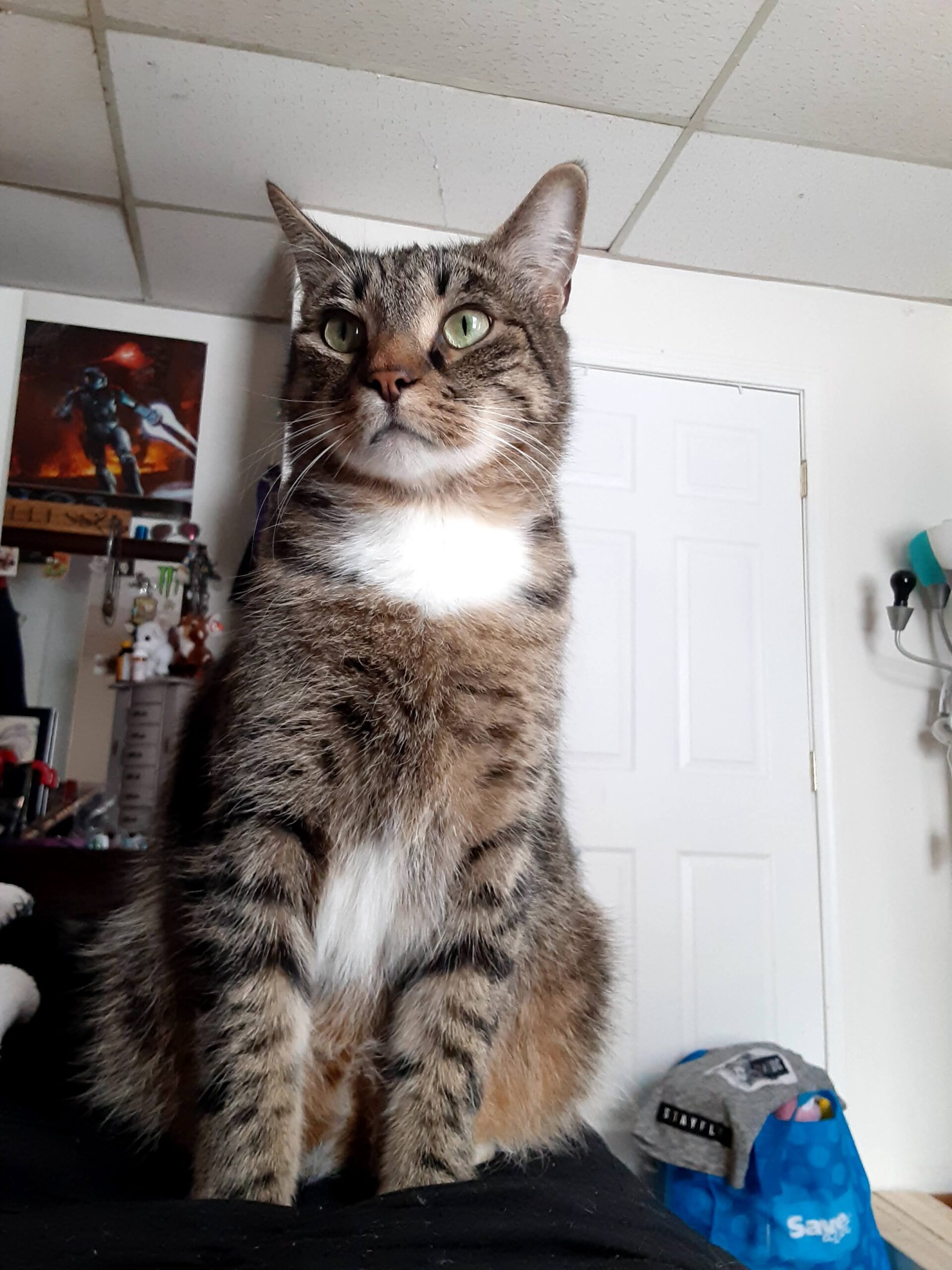 Kilo Halfway Home Pet Rescue