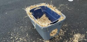 cat in an outside shelter