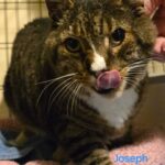 Joey, adoptable cat at HHPR