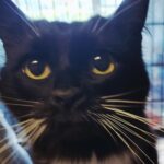Jude, adoptable cat at HHPR