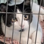Taso adoptable cat at HHPR