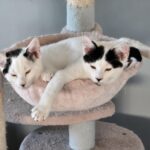 3 month old kittens