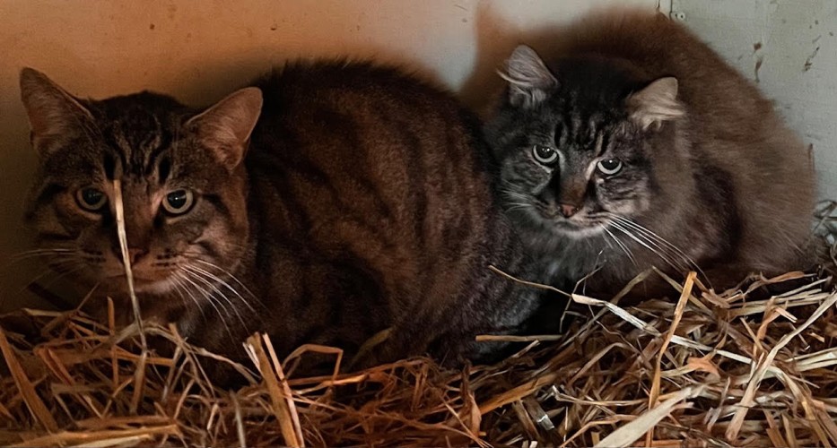 Barn Cats Tabbies