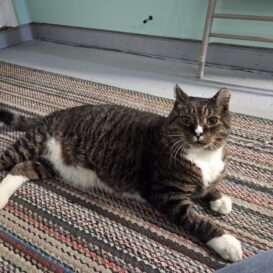 Bubba tabby and white cat