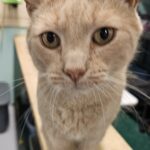 Cooper orange tabby cat