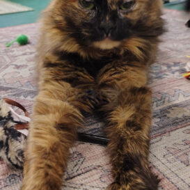 Mellie female tortie cat