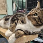 Mocca tiger and white cat