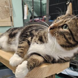 Mocca tiger and white cat