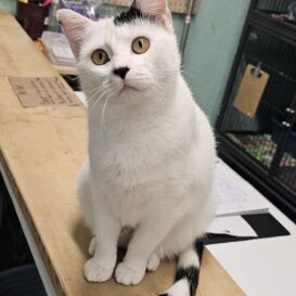 Tammy Black and White Cat