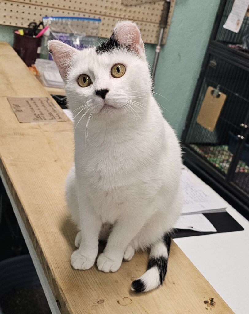 Tammy Black and White Cat