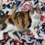 Cheyanne a calico cat