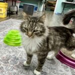 Long hair tiger and white cat.