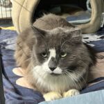 Black and white medium hair cat.
