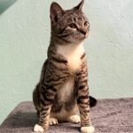 Leo tiger and white cat.