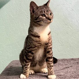 Leo tiger and white cat.