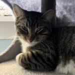 Tiger cat with white paws.