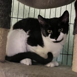 Black and white kitten