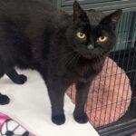 Black cat