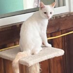 white kitten