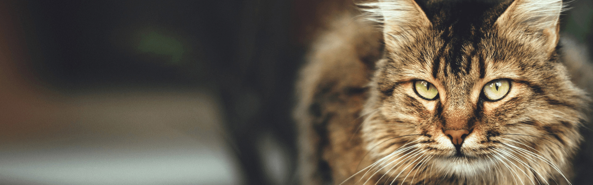 Home Halfway Home Pet Rescue