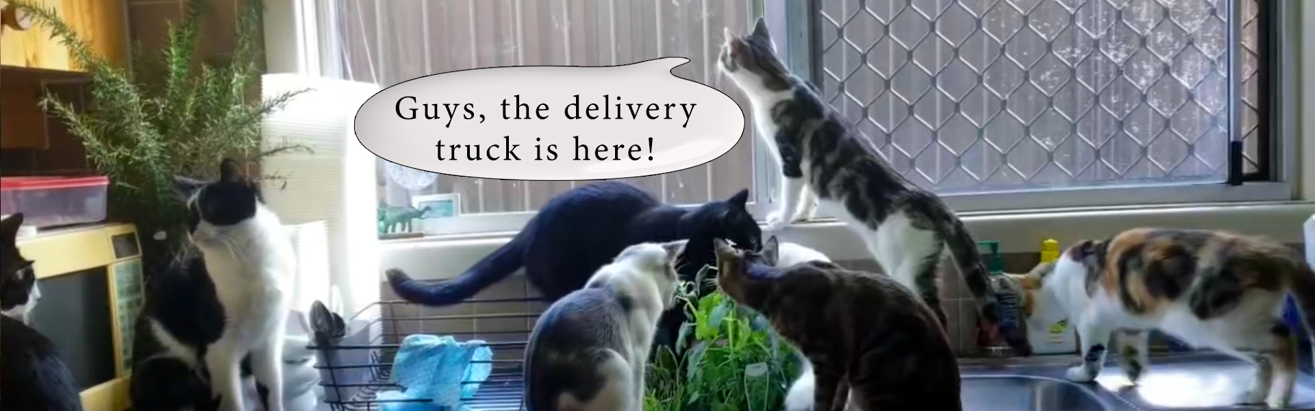 guys-the-delivery-truck-is-here
