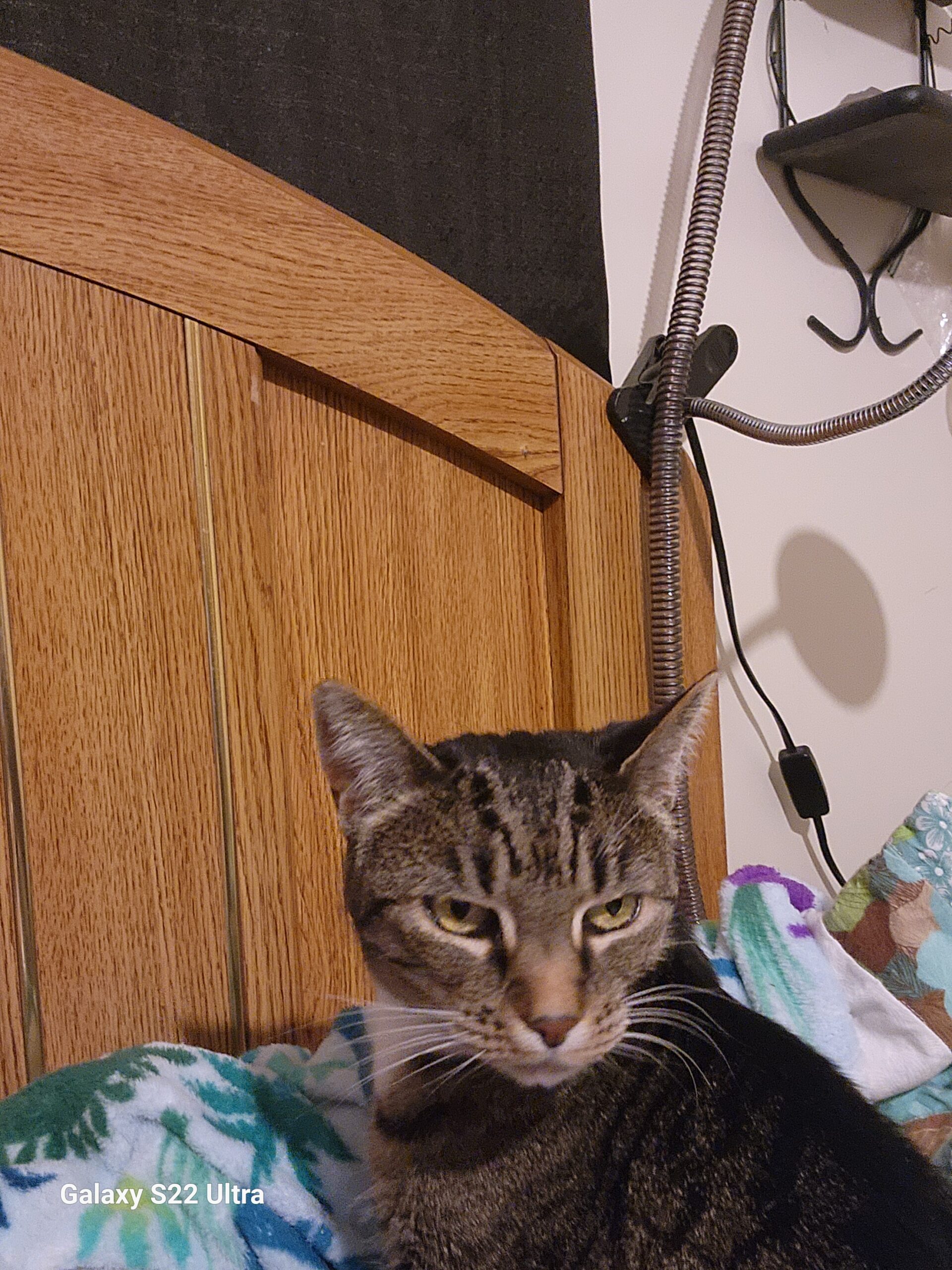 Paws Halfway Home Pet Rescue