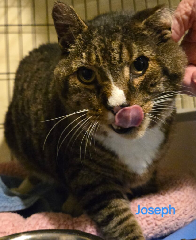 Joey, adoptable cat at HHPR