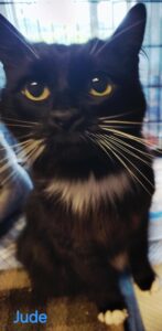Jude, adoptable cat at HHPR