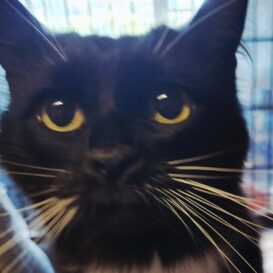 Jude, adoptable cat at HHPR