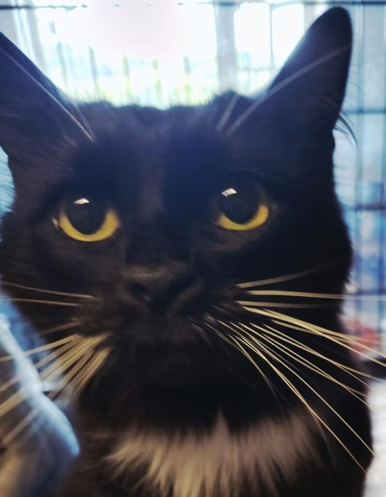 Jude, adoptable cat at HHPR
