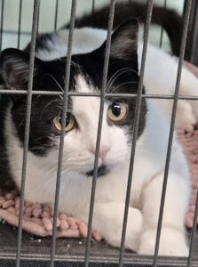 Taso adoptable cat at HHPR