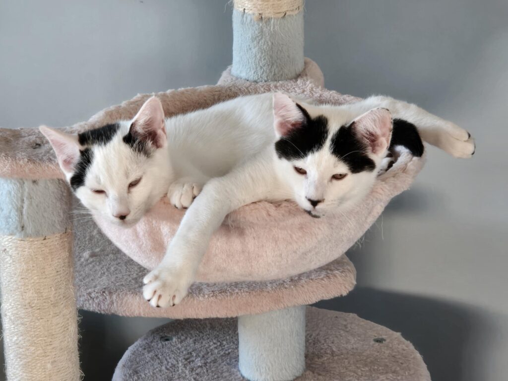 3 month old kittens