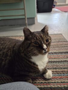 Bubba tabby and white cat