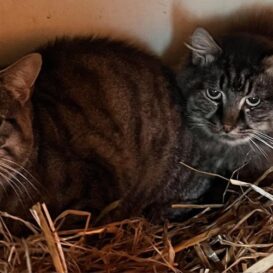 Barn Cats Tabbies
