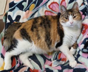Cheyenne calico and white cat