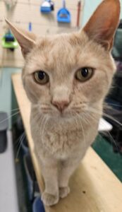 Cooper orange tabby cat