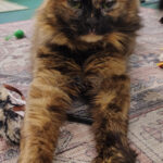 Mellie female tortie cat