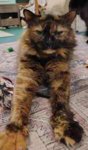 Mellie female tortie cat
