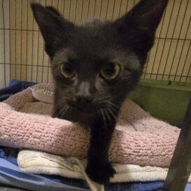 Midnight black kitten