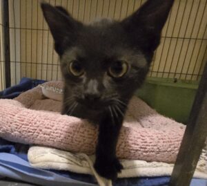 Midnight black kitten
