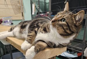 Mocca tiger and white cat