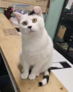 Tammy Black and White Cat