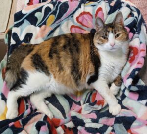 Cheyanne a calico cat