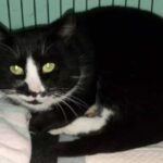 Peter black and white cat