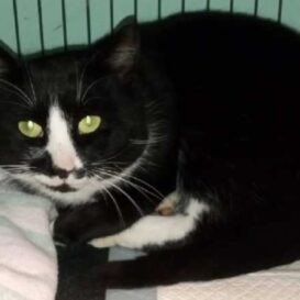 Peter black and white cat