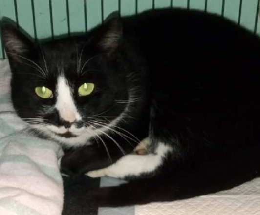 Peter black and white cat