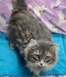 River gray long haired cat