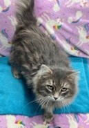 River gray long haired cat