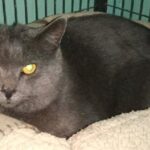 Smokey gray short haired cat